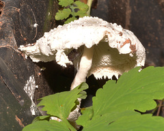Leucocoprinus cretaceus
