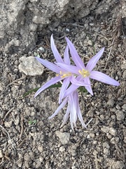Colchicum stevenii