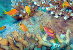 Pseudocheilinus hexataenia