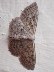 Scopula guancharia