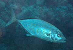 Flavocaranx bajad