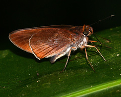 Tromba xanthura