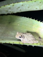 Chiromantis xerampelina