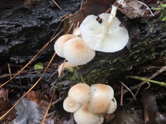 Ripartitella brasiliensis