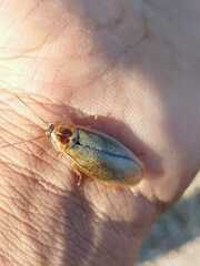 Panchlorinae