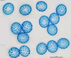 Scutellinia minor
