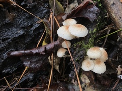 Ripartitella brasiliensis
