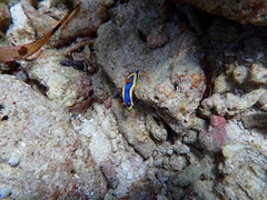 Chromodoris annae