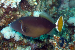 Sufflamen albicaudatum