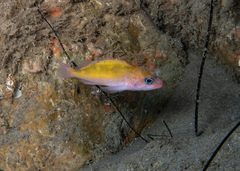 Sebastes constellatus