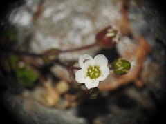 Arenaria biflora