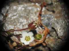 Arenaria biflora