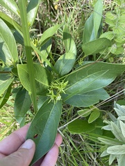 Vangueria