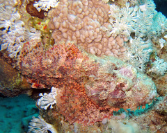 Scorpaenopsis