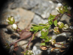 Arenaria biflora