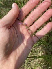 Polygala hottentotta