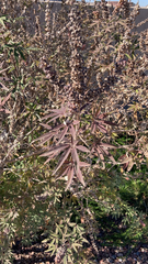 Vitex agnus-castus