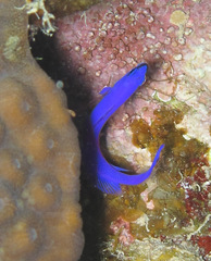 Pseudochromis fridmani