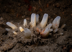 Polymastia pachymastia