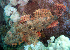Scorpaenidae