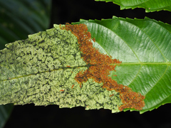 Thyrassia
