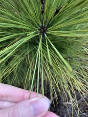 Pinus serotina
