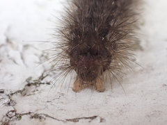 Canararctia rufescens