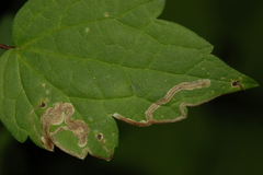 Phytomyza loewii