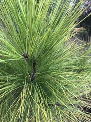 Pinus serotina
