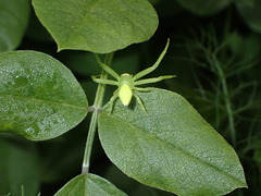 Misumena spinifera