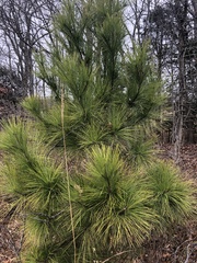 Pinus serotina