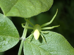 Misumena spinifera