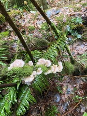 Scytinotus longinquus