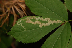 Phytomyza aralivora
