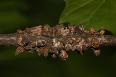 Callirhytis quercusgemmaria