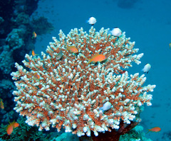 Dascyllus marginatus