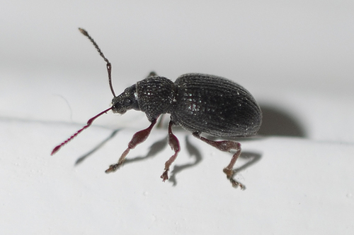 Strawberry Root Weevil