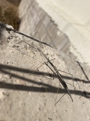 Parabacillus hesperus