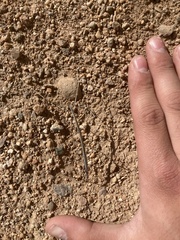 Parabacillus hesperus