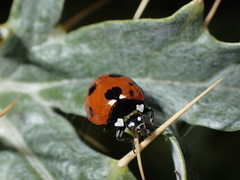 Coccinella algerica