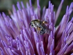 Lasioglossum viride