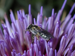 Lasioglossum viride