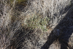 Trichocephalus stipularis