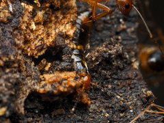 Nesogaster