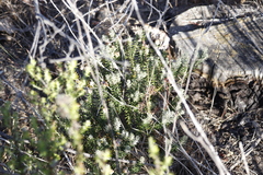 Trichocephalus stipularis