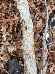 Liquidambar styraciflua