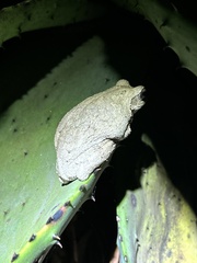 Chiromantis xerampelina