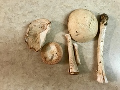 Saproamanita nauseosa