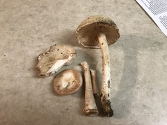 Saproamanita nauseosa