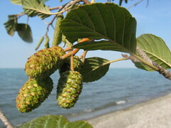 Alnus incana